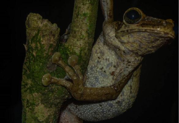 Parque Nacional Del Manu Medio Siglo Cuidando Una Biodiversidad Sin